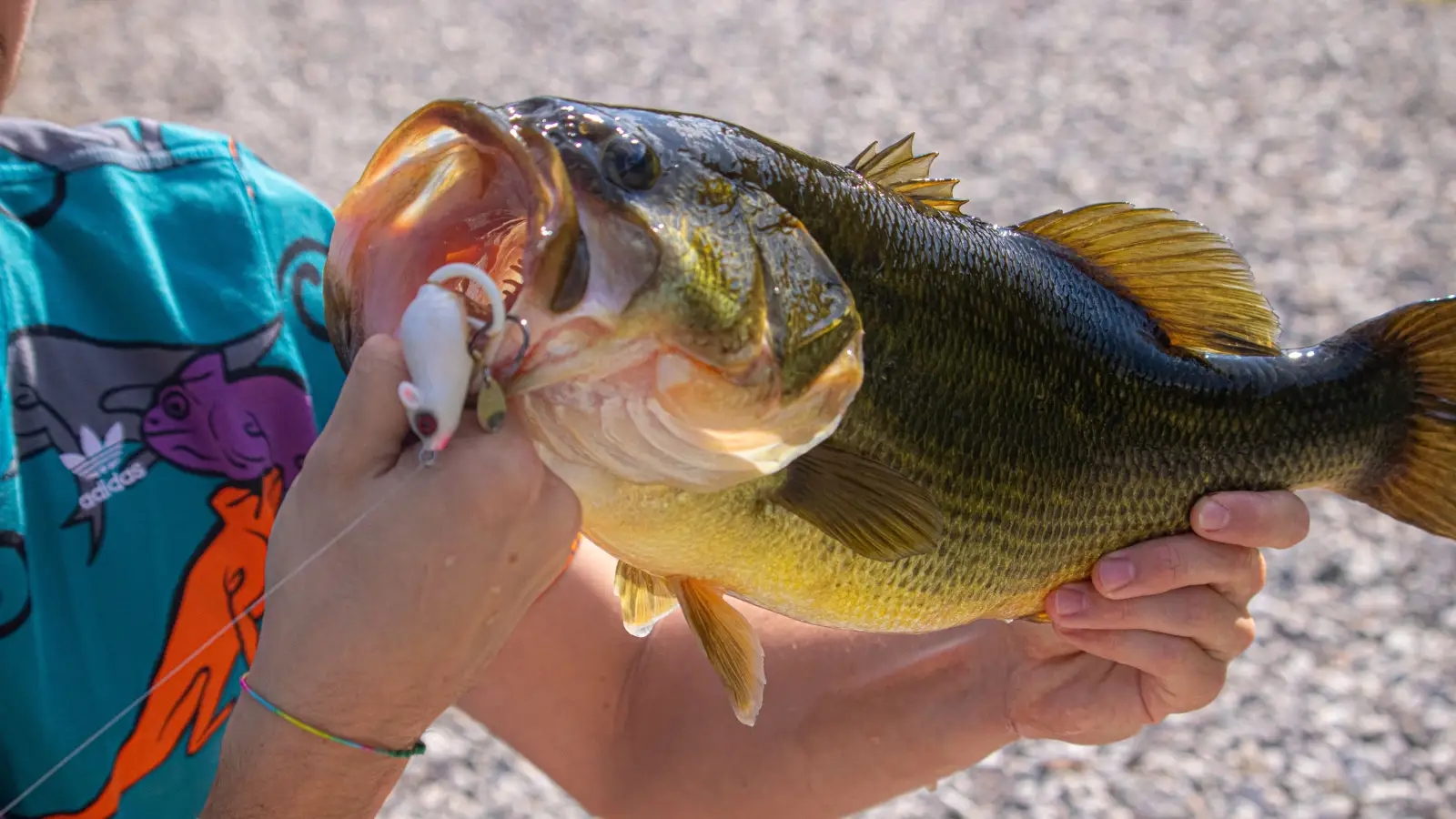 For Anglers Who Want Bass Tomorrow, Not Just Today