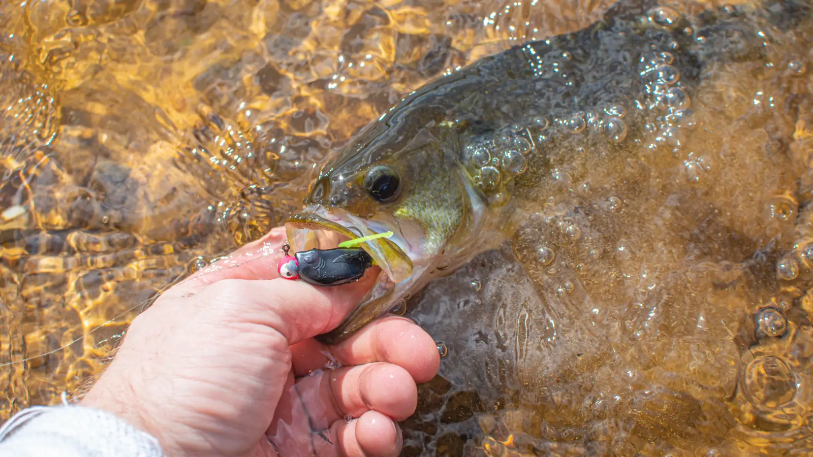 The Bass Release Technique That Savvy Anglers Are Switching To