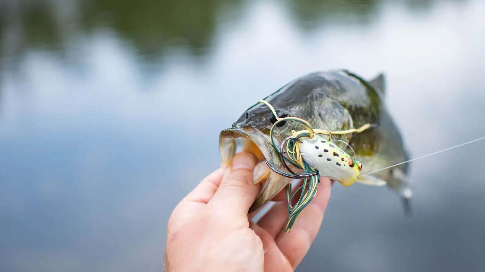 What a Biologist Sees When an Angler Lifts a Bass Off Its Bed