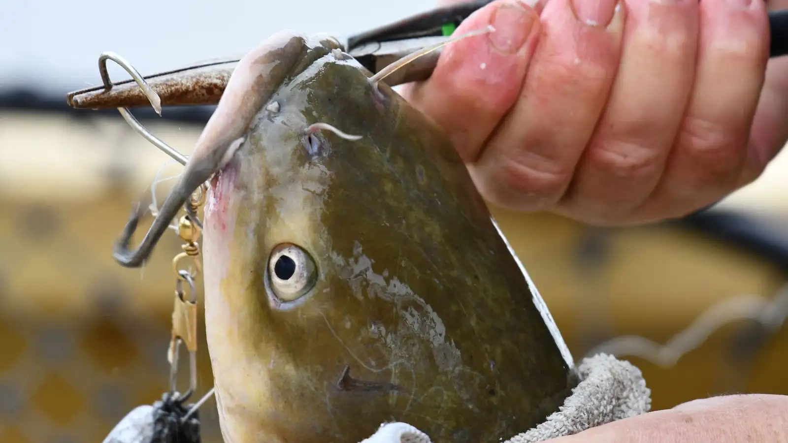 Bleed and Field Dress Your Catch Before the Flavor Fades