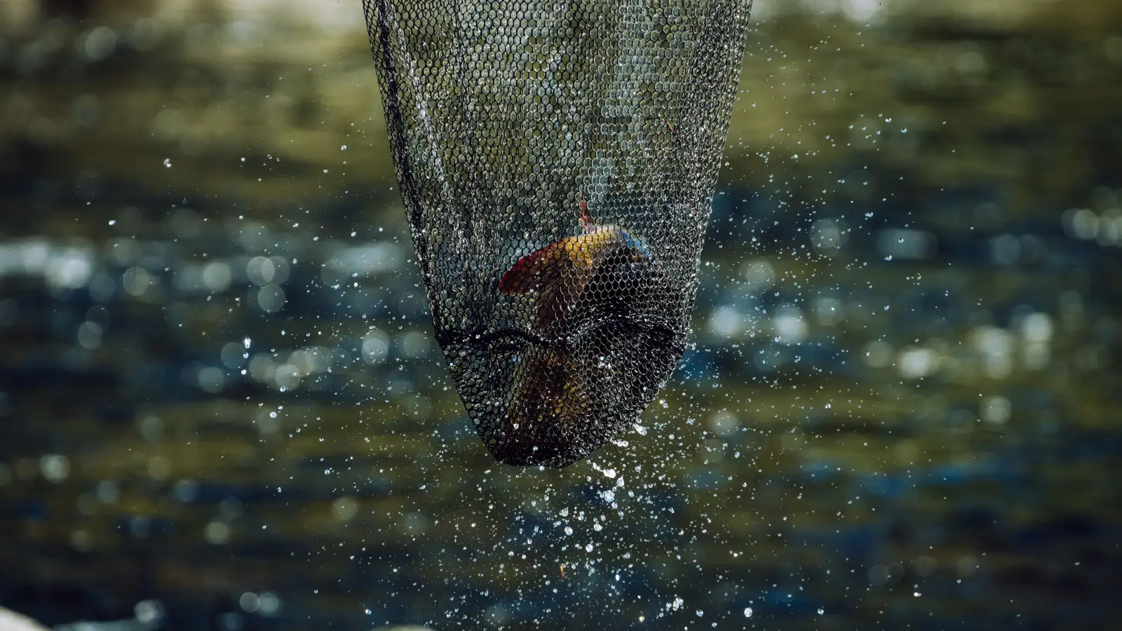 How to Catch More Trout by Switching Methods, Not Gear
