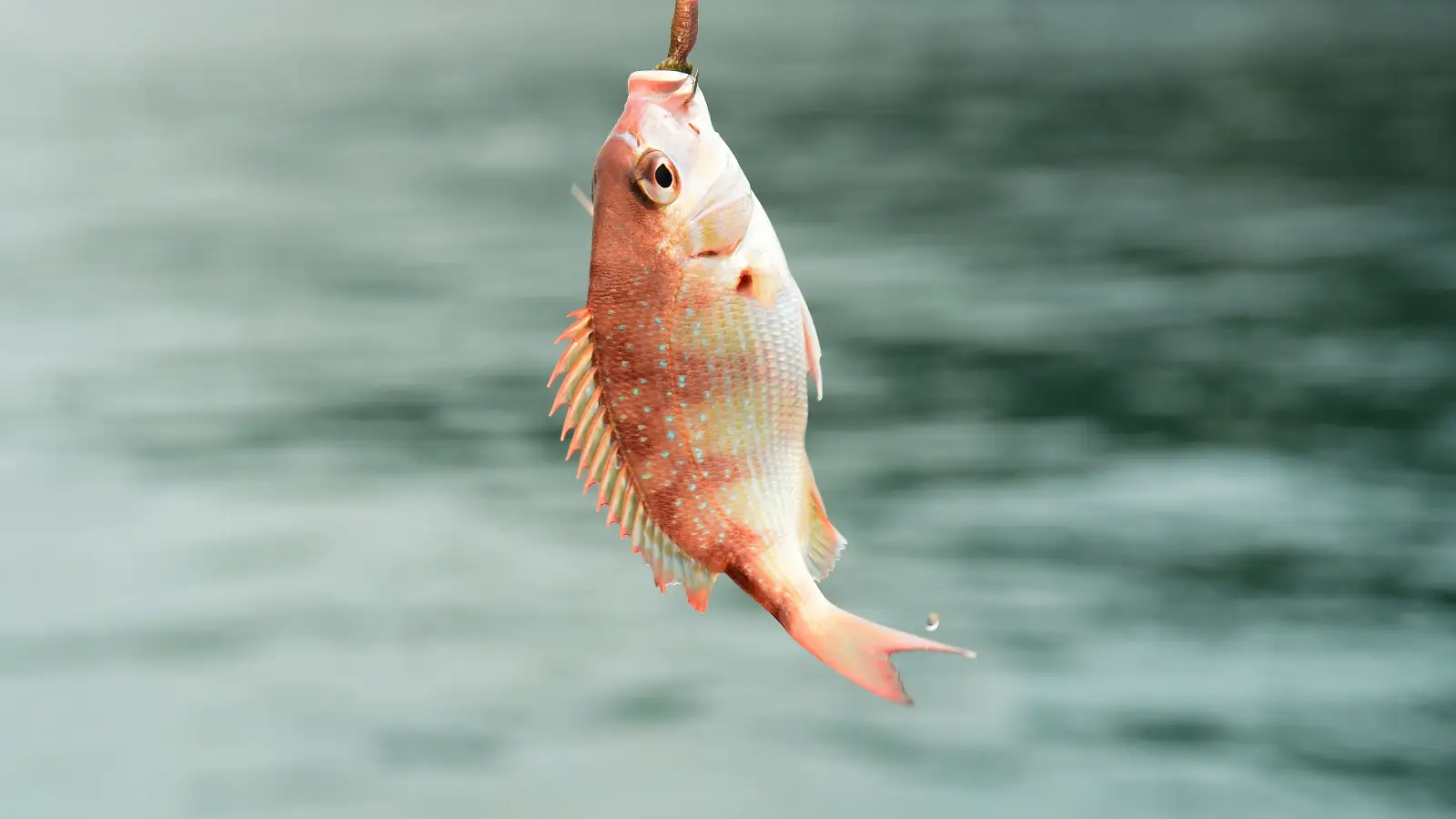 Caught Fewer Fish from Shore? Try This Live Bait Approach
