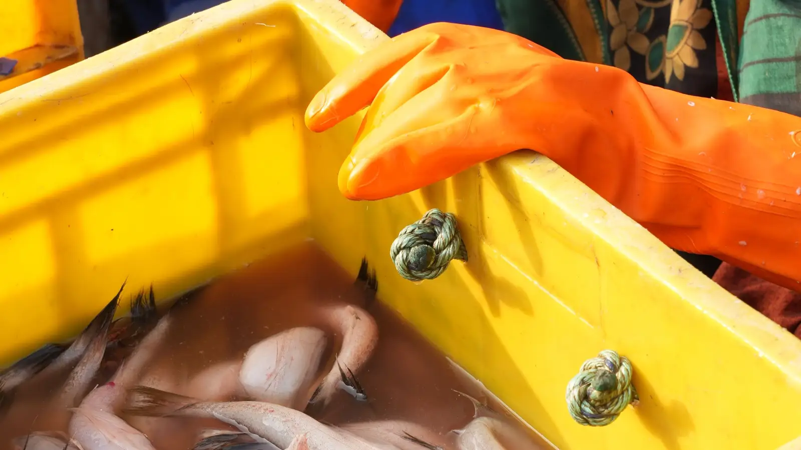 Drying Your Hands Before Handling Fish? The Hidden Damage