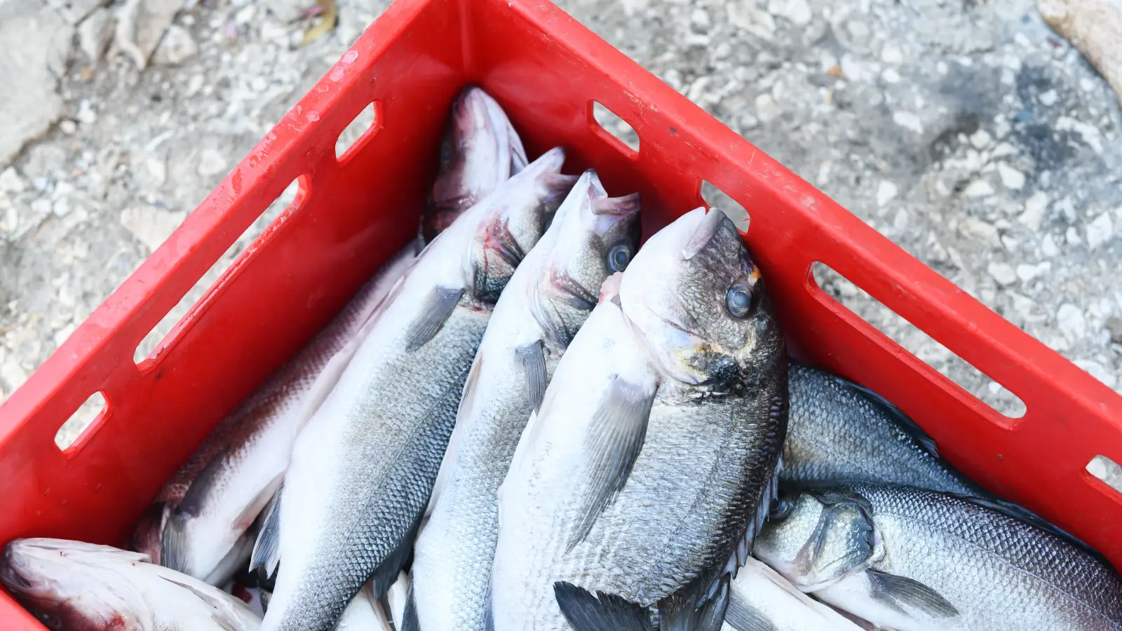 Eat Your Catch Without Guilt: Selective Harvest Ethics