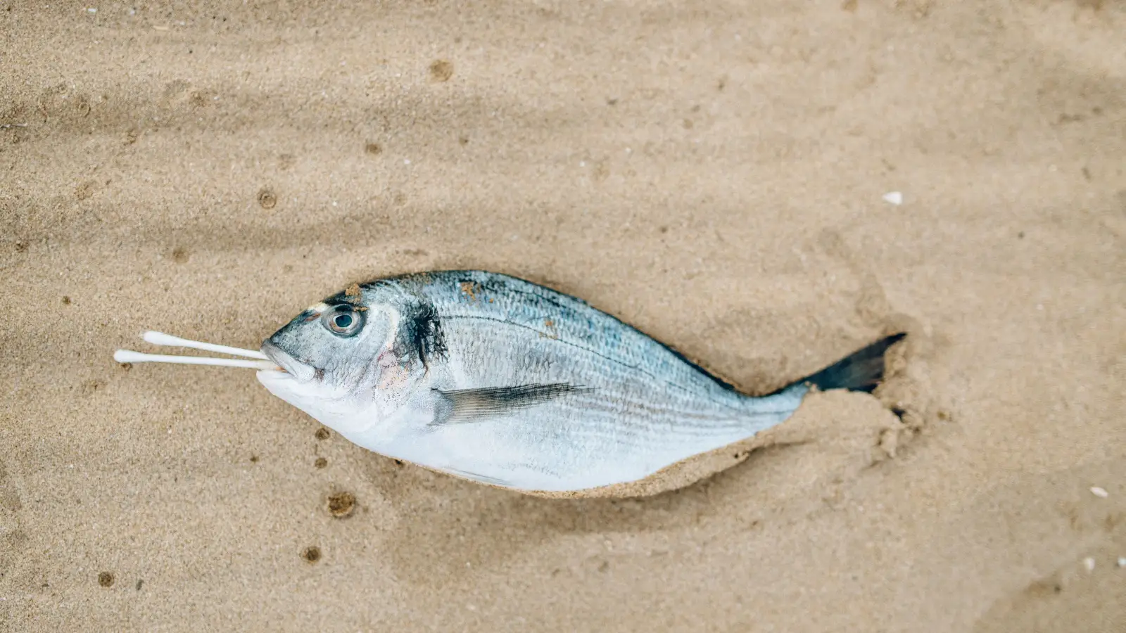 Even a Lifeless Fish Can Recover: A Revival Routine