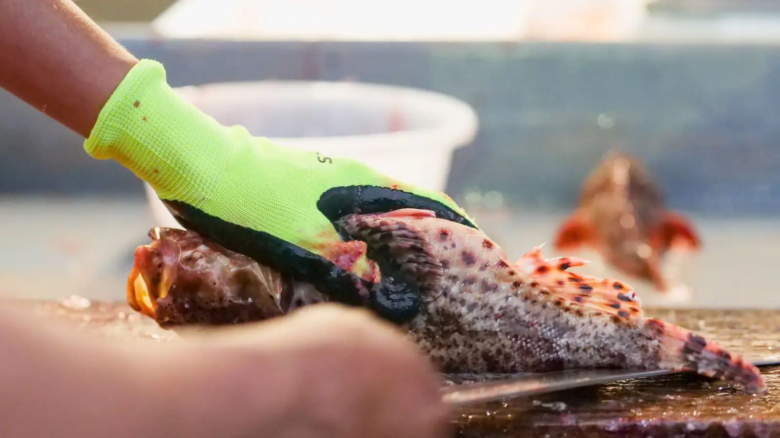 Fillet Any Fish in 3 Cuts: Panfish to Catfish