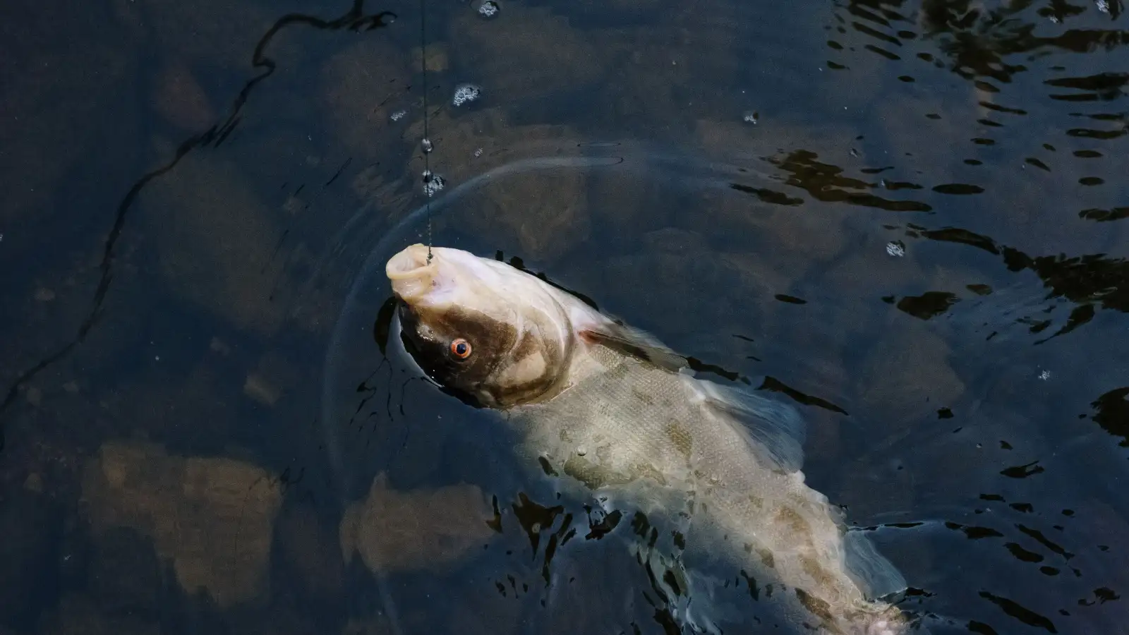 How to Fish for Bass With a Repeatable Plan, Not a Lucky Spot