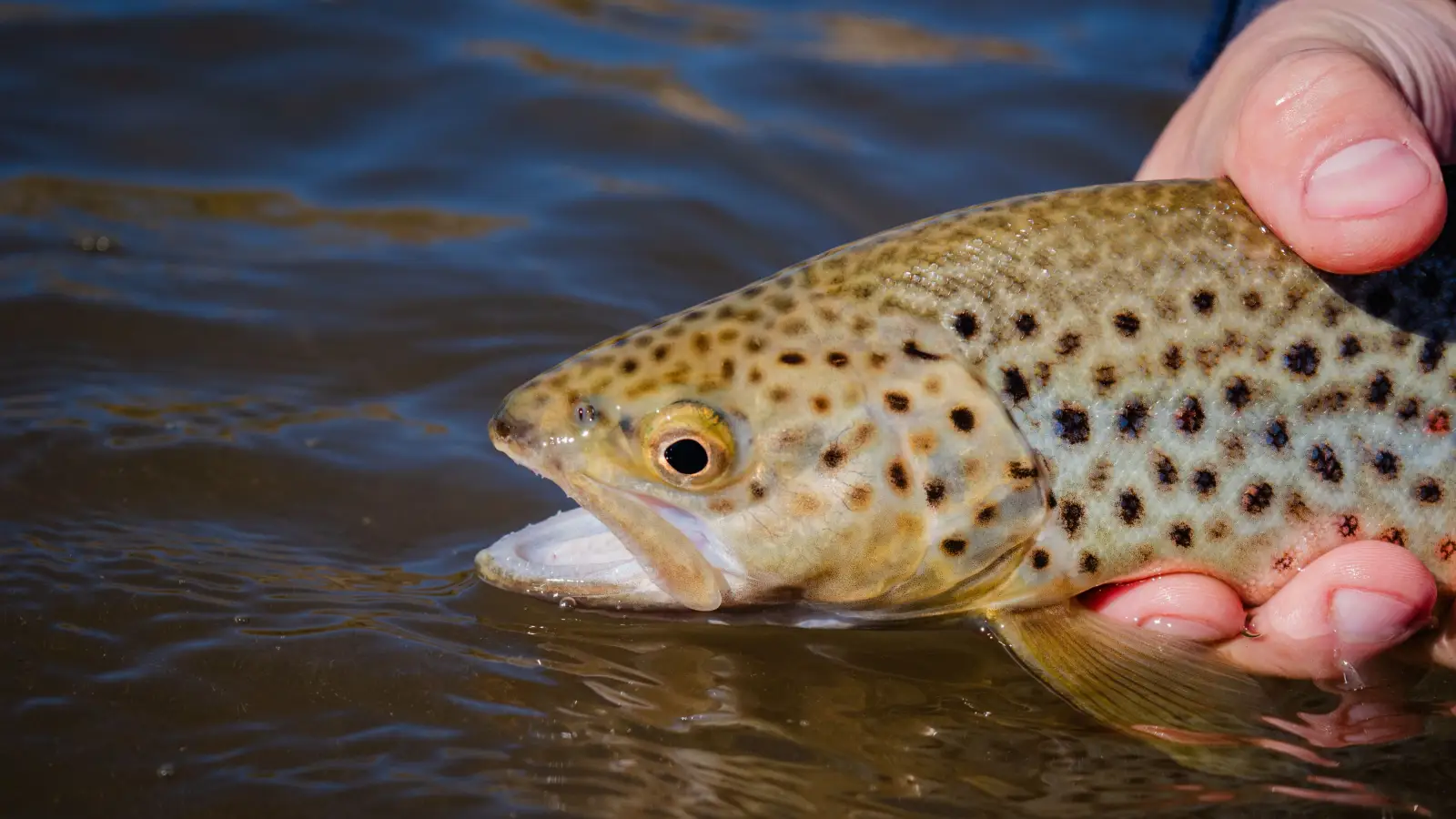 The Fish Handling Rule That Costs You Fish—Until You Know This