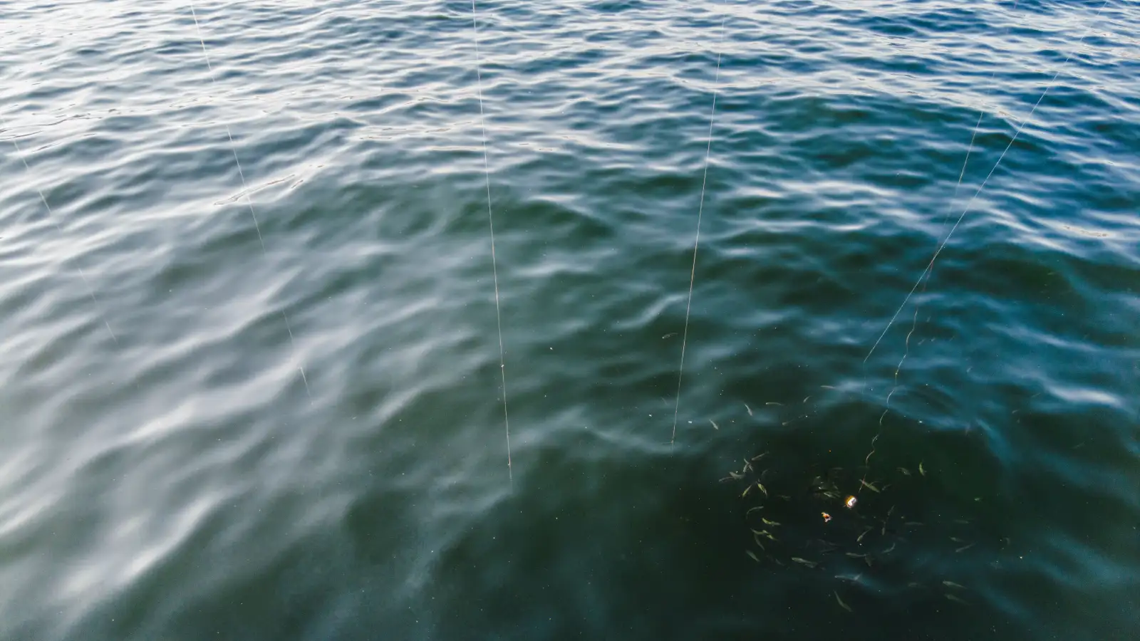 The Fish You Release on Bait May Not Swim Away Fine