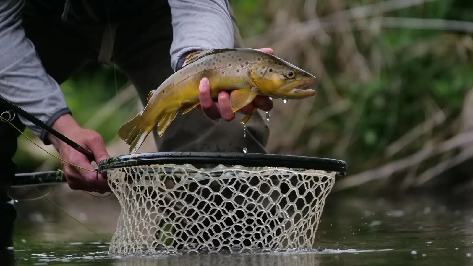 The 5 Factors That Decide If a Released Fish Dies