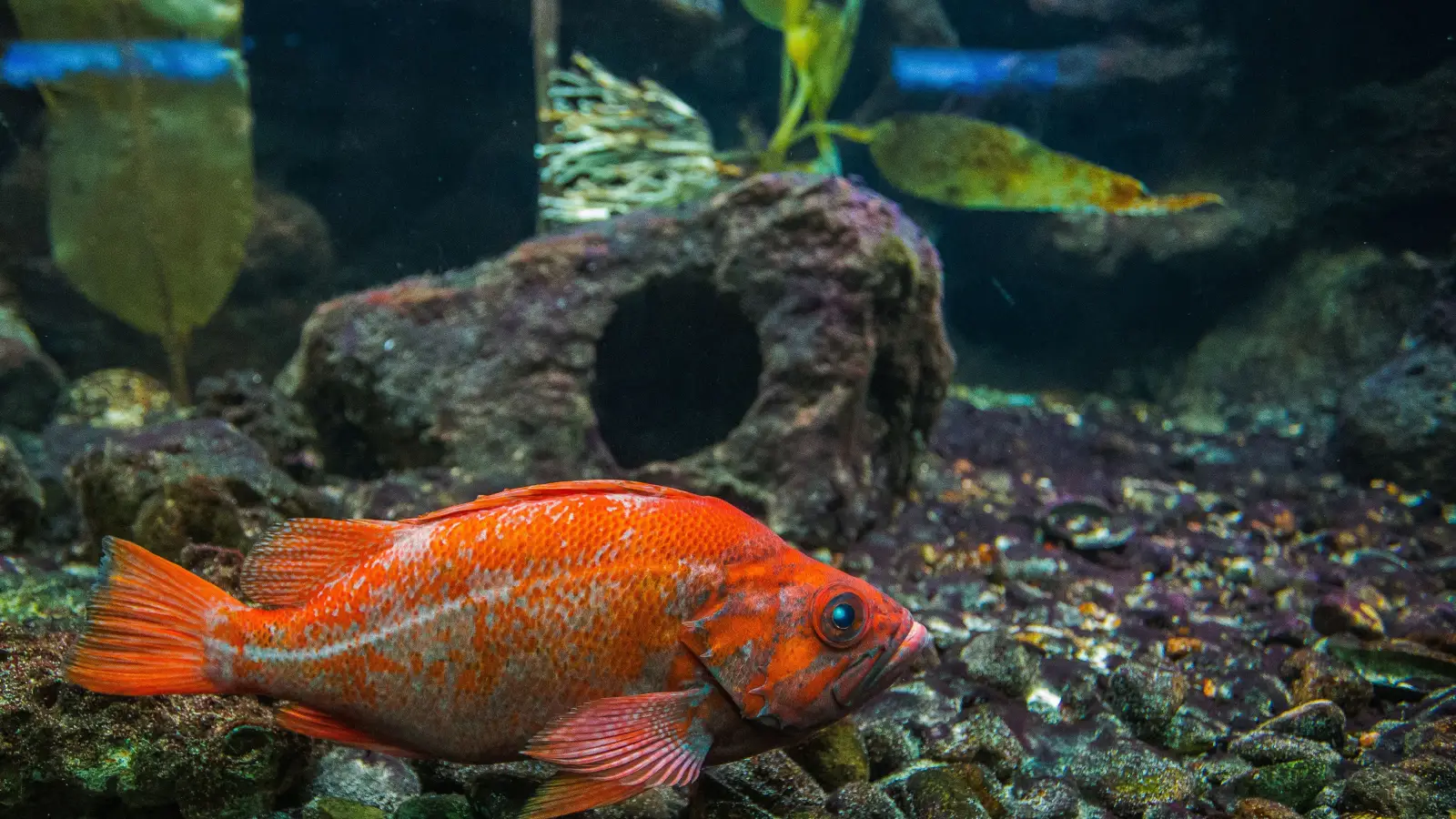 The Habitat Detail That Triggers Redfish Feeding