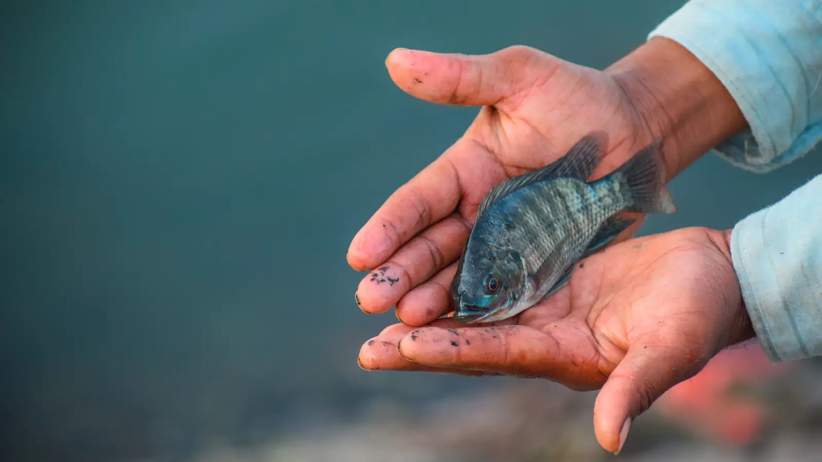 How Fisheries Biologists Handle a Fish From Hookset to Release