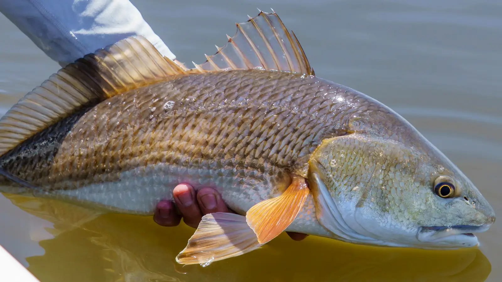 How Guides Read Water to Find Redfish Habitat