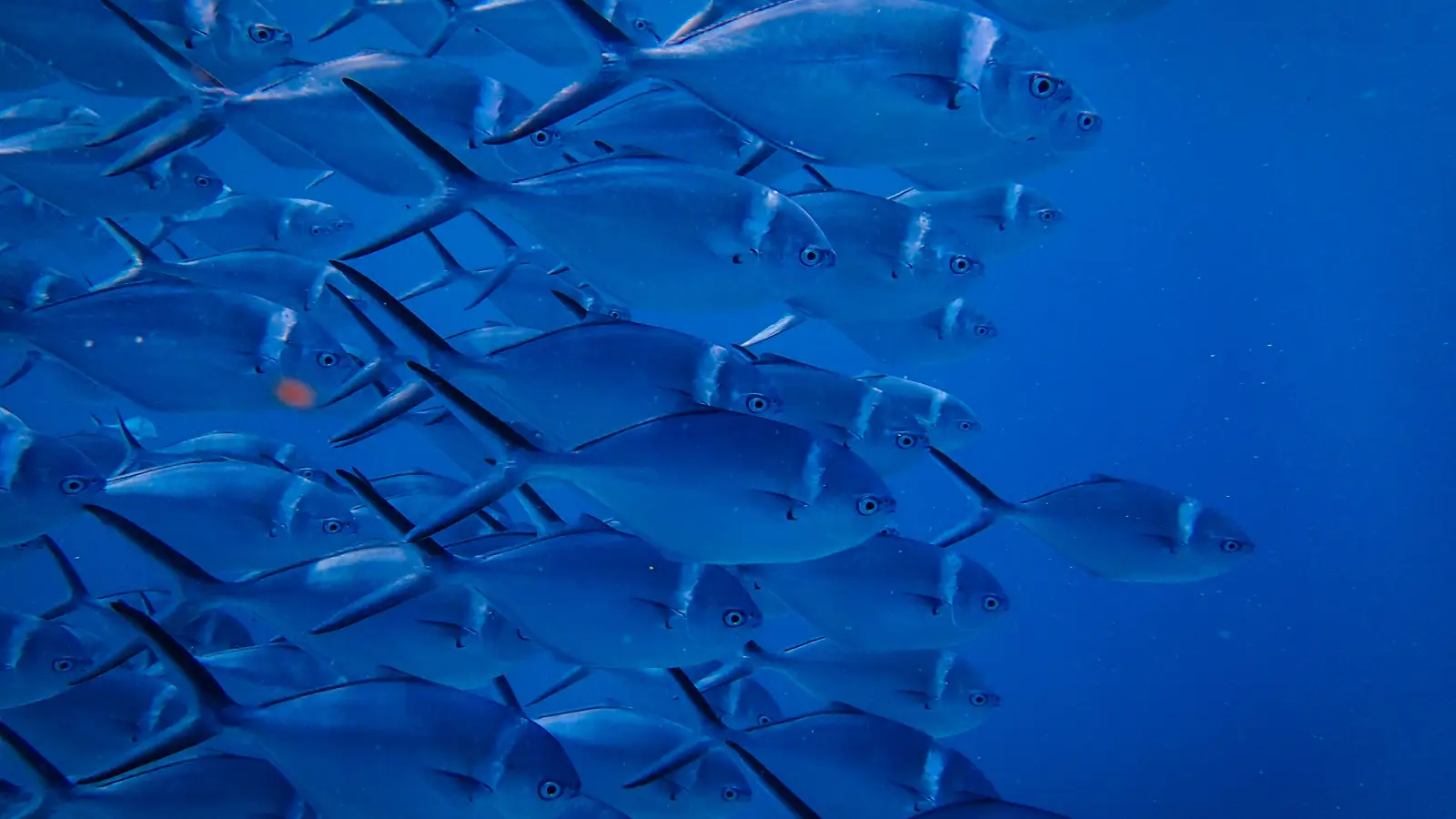 How to Use Current, Depth, and Bottom Type to ID Fish Fast