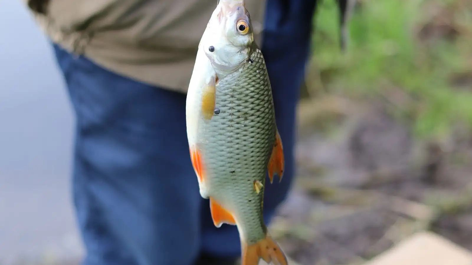 Identifying a Freshwater Fish Starts With a Check Most Anglers Skip
