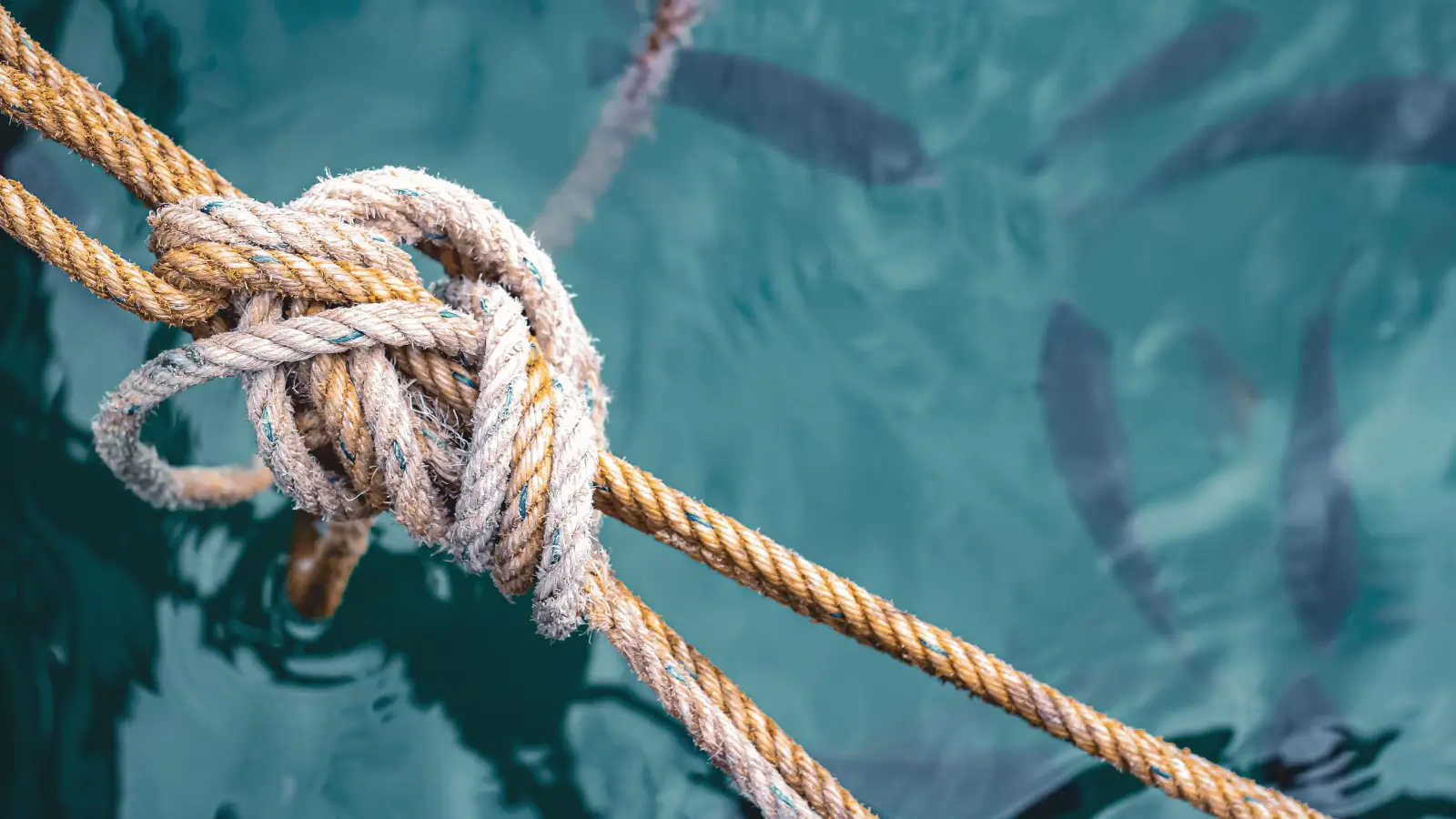 Improved Clinch vs. Clinch: Which Knot in Clear Water?