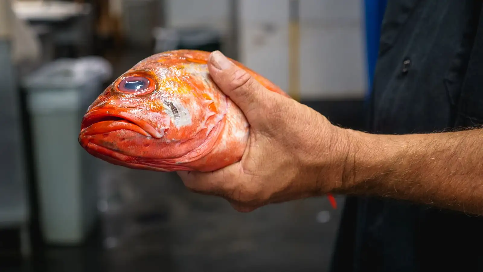 Keep Your Catch Fresh from Water to Kitchen at 32-40°F