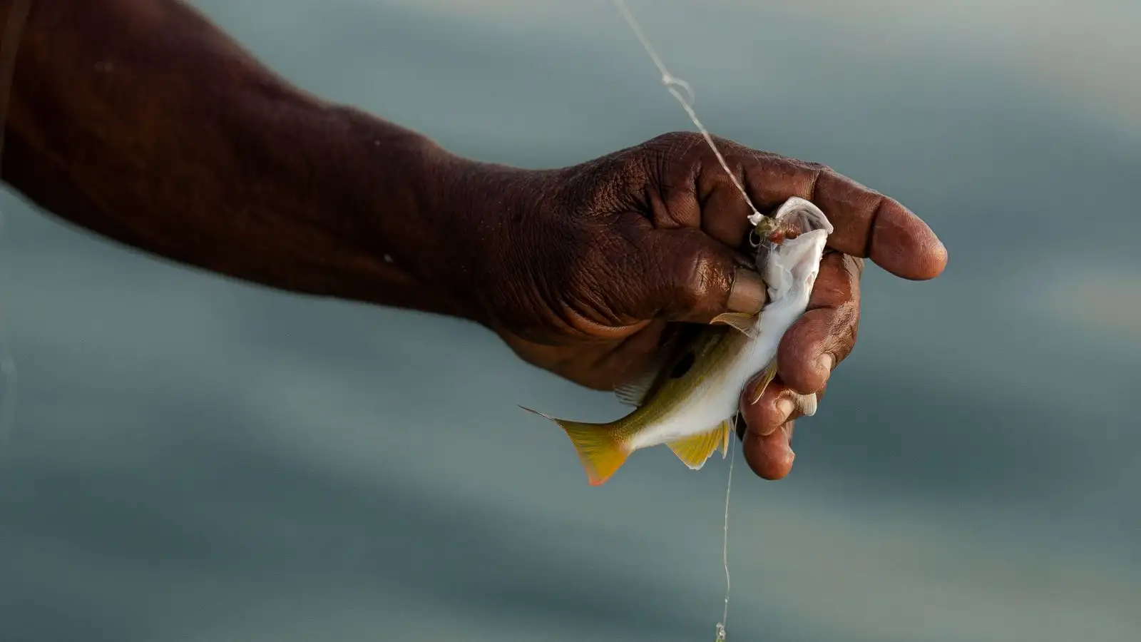 The Longer You Fight a Fish, the Less Chance It Swims Away