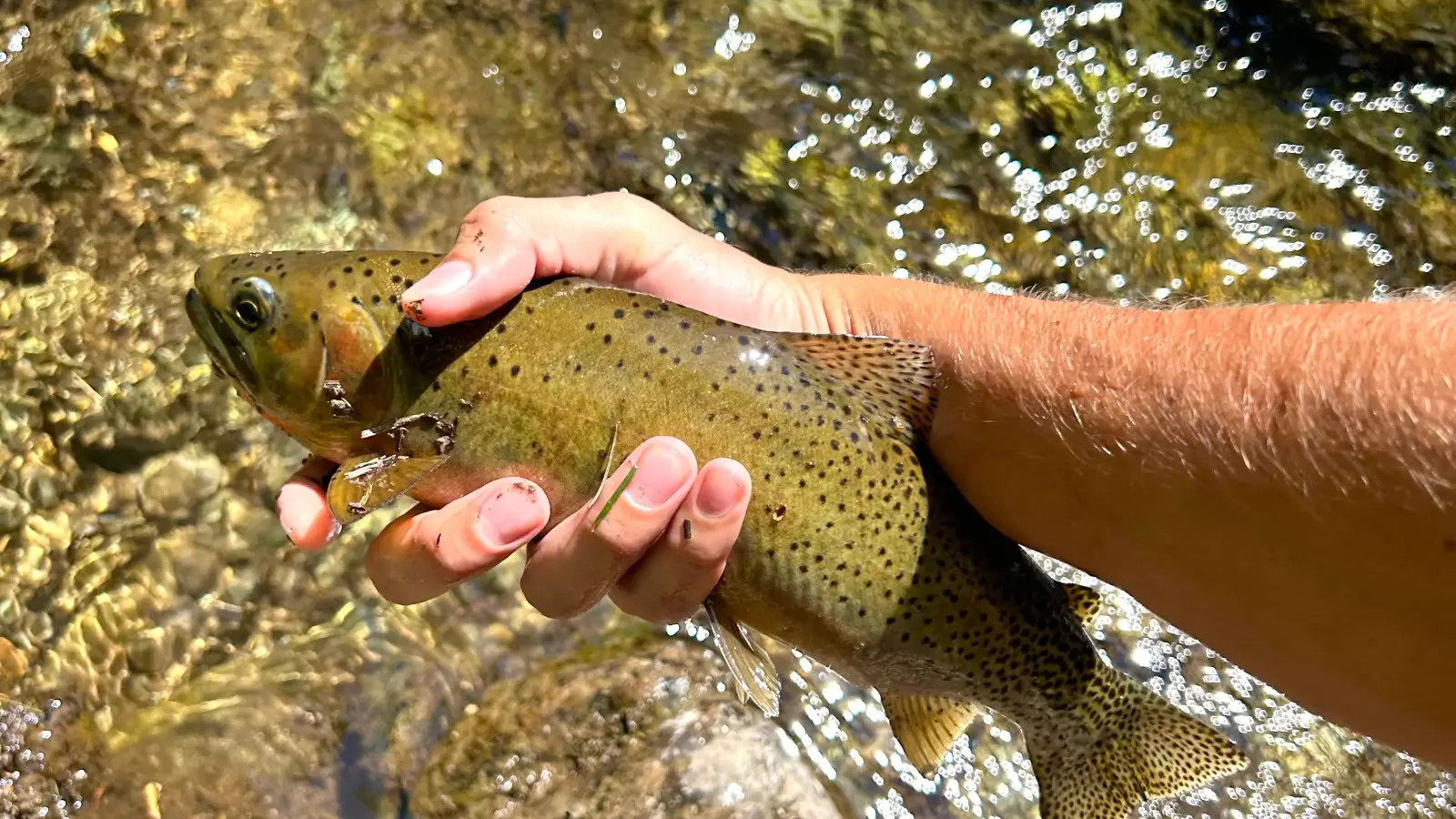Are You Losing Trout to a Knot You Trust?