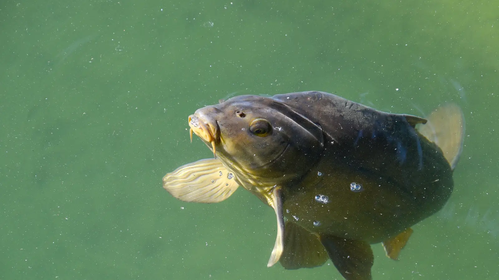 The Lure Color Rule That Fails Most Freshwater Anglers