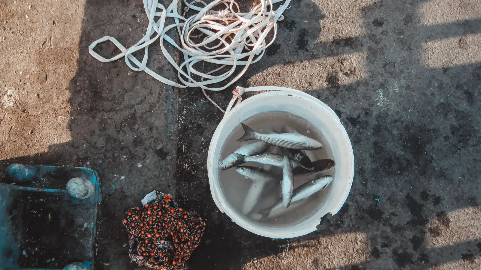Pier Fishing Bait That Works When Nothing Else Will
