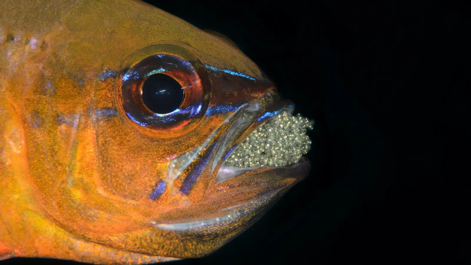 Predict Saltwater Fish Spawning Times Without a Calendar