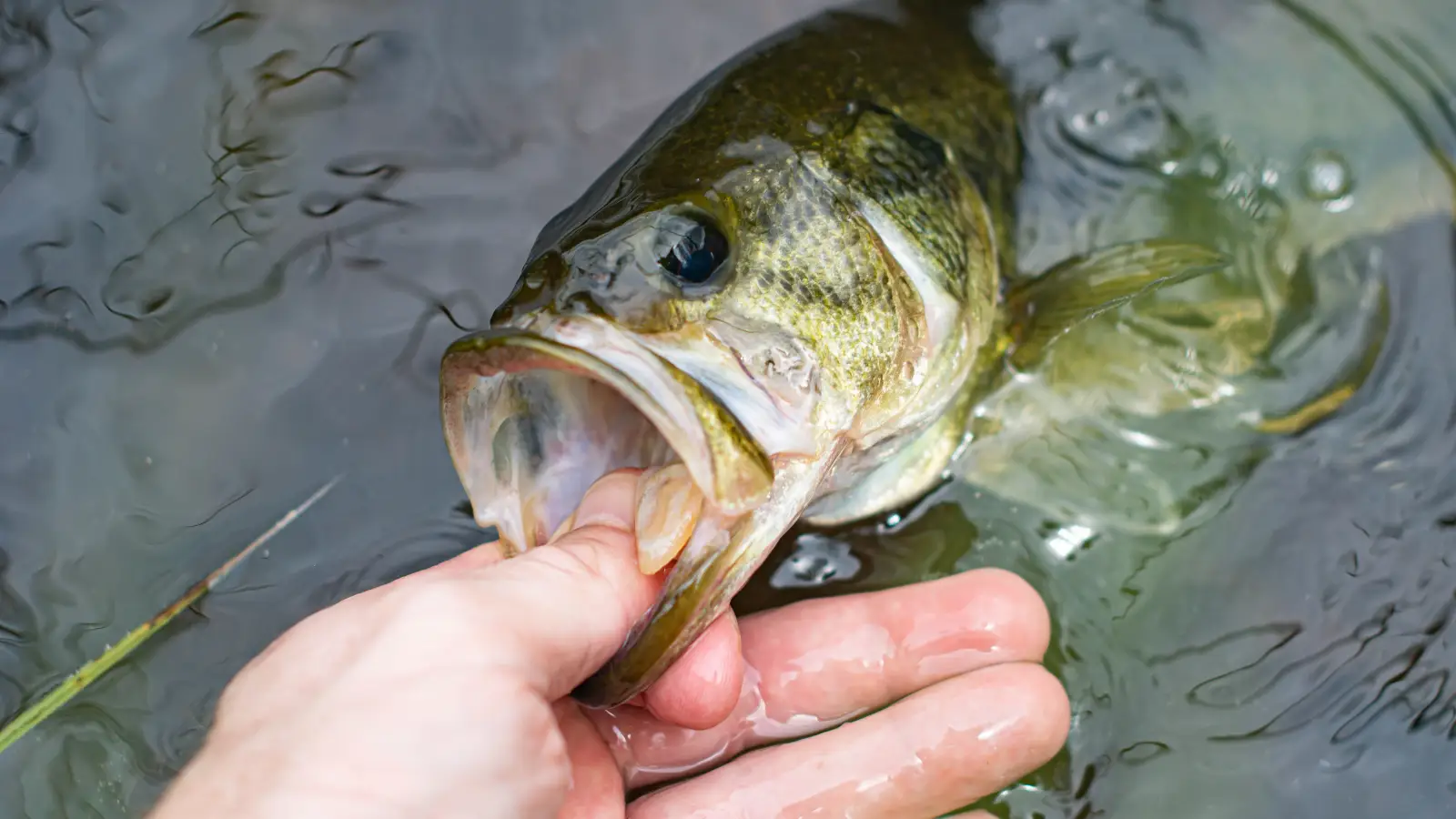 Removing Slime Every Time You Handle Fish — Here’s the Fix