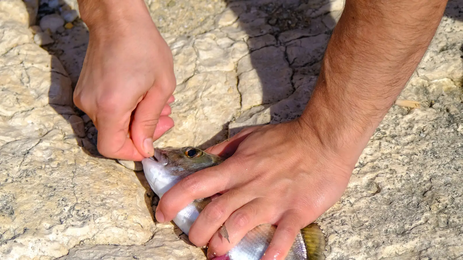 Stop Releasing Dead Fish: Handling Mistakes to Fix