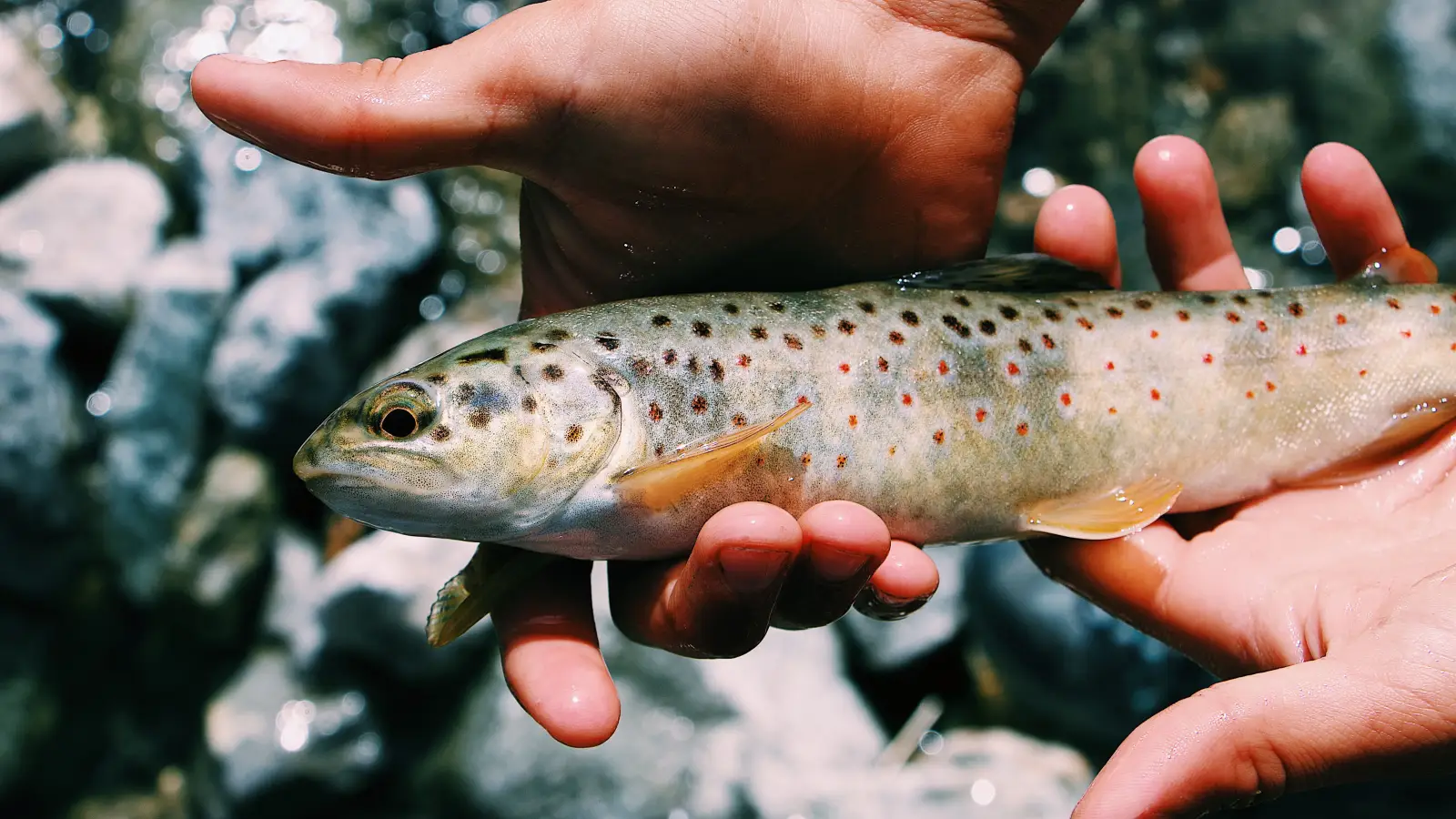 The Stream Lane Most Anglers Ignore That Holds Big Trout
