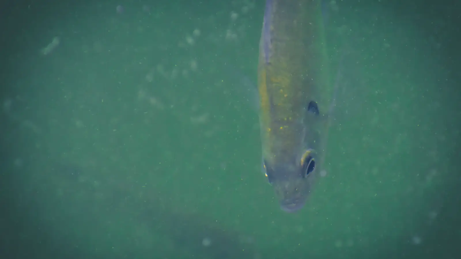Is That Stained Water a Fish Magnet or a Dead Zone?