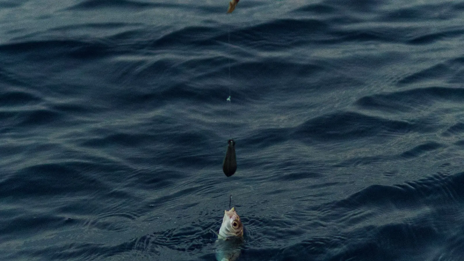 The Thermocline Mistake That Kills Your Deep-Water Bite