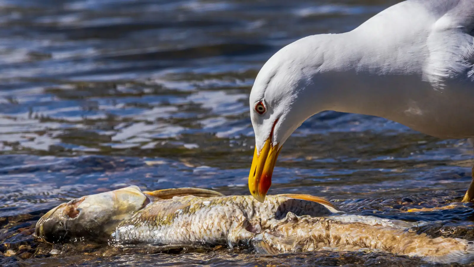 3 Tidal Stages That Trigger Redfish Feeding