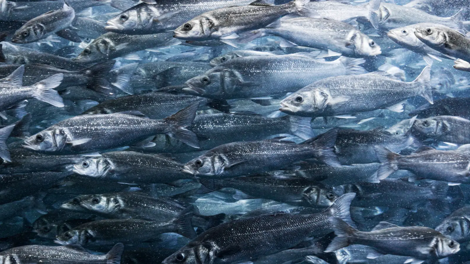 The Underwater Clue That Tells You Exactly Where Bass Are