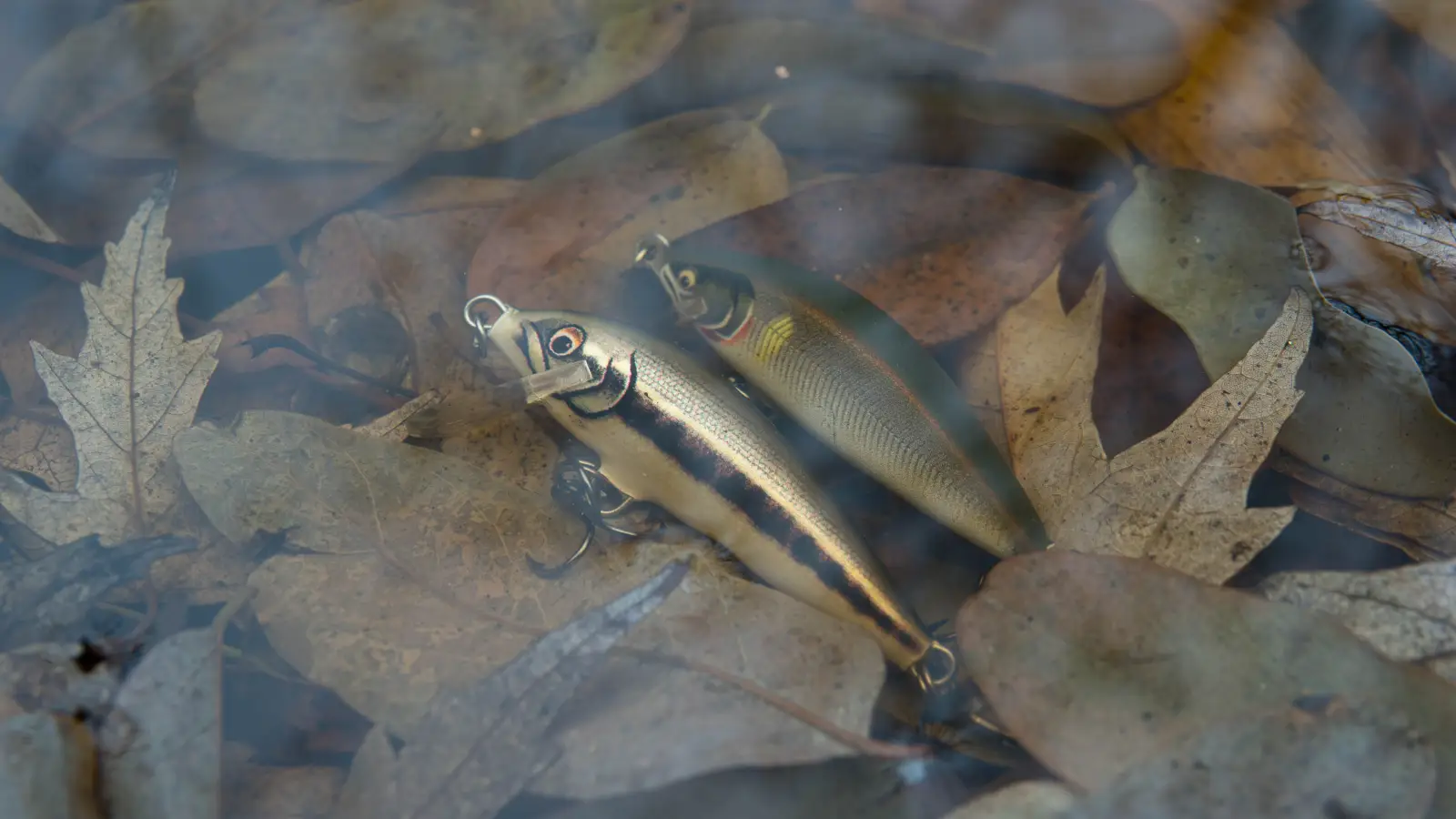 Water Clarity Is a Lure Color Trap—Here’s What Works
