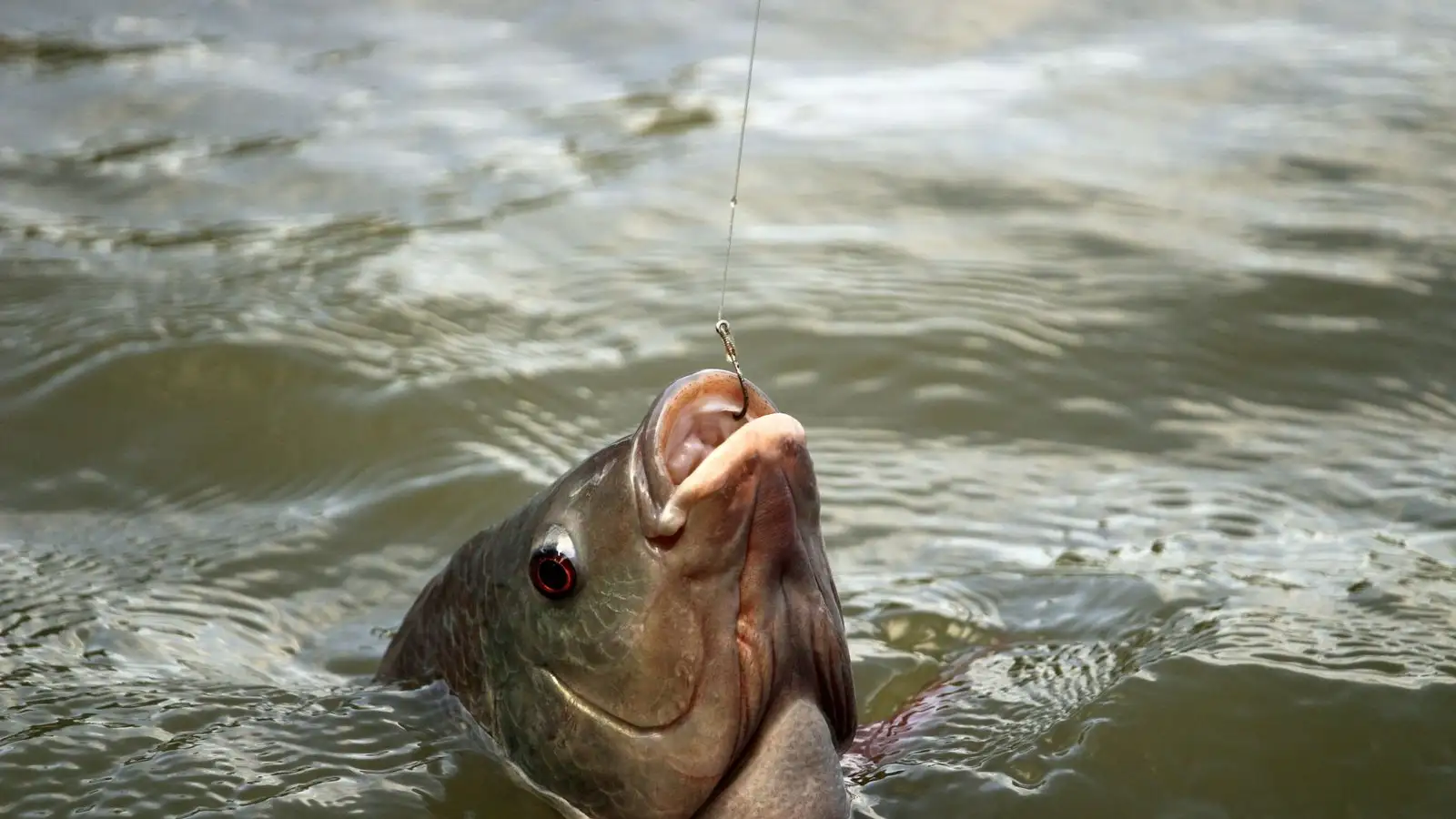 When a Fish Is Deep-Hooked, Should You Cut the Line?