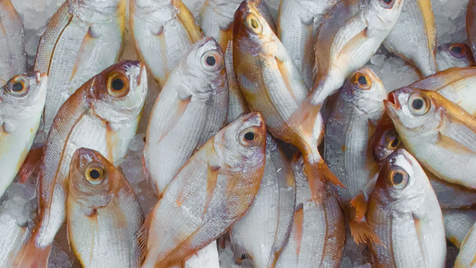 Why Grilling Fresh-Caught Fish Is Almost Always a Mistake