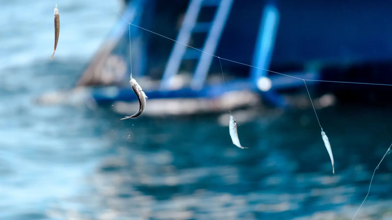 Why Live Bait Isn't Always the Best for Saltwater Fishing