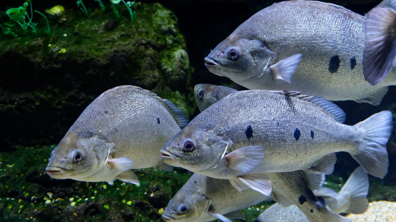Why Most Bass Nests Fail (And Why Anglers Should Care)