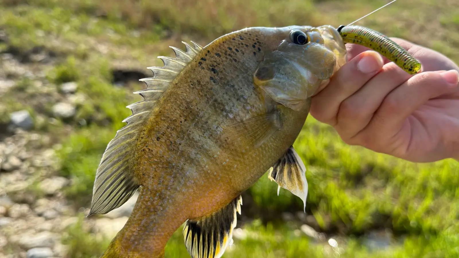 Your ‘Bluegill’ Might Be a Longear Sunfish—Here’s How to Know