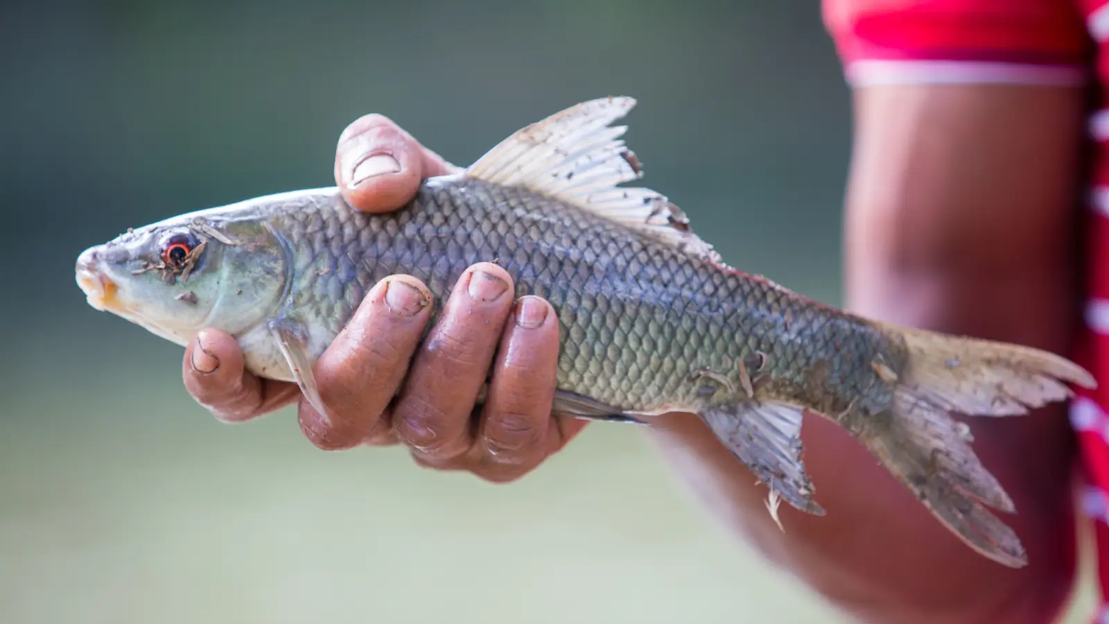You’re Probably Misidentifying These 5 Freshwater Fish